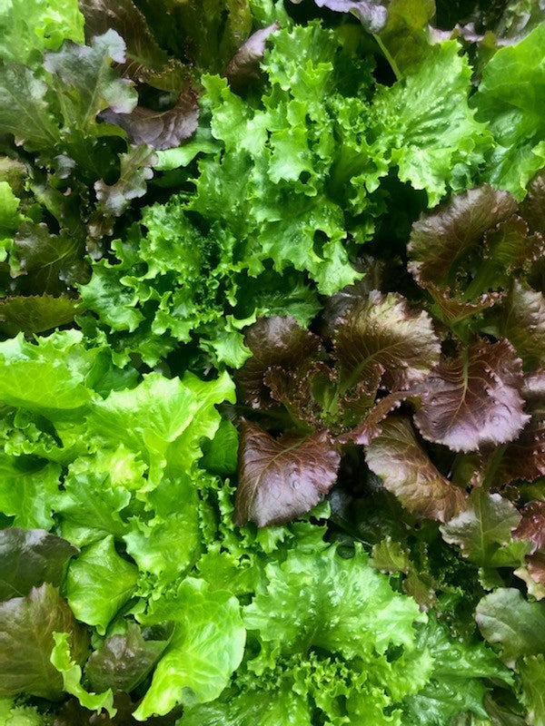 Leafy Greens and Lettuce – Market 114