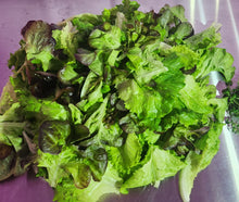 Load image into Gallery viewer, Sara's Choice