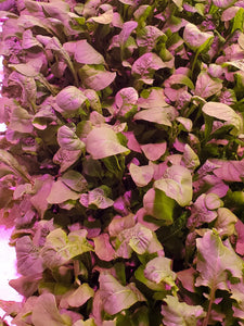 Baby Arugula