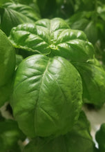Load image into Gallery viewer, Fresh Basil
