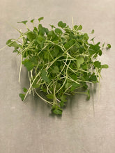 Load image into Gallery viewer, Broccoli Microgreens
